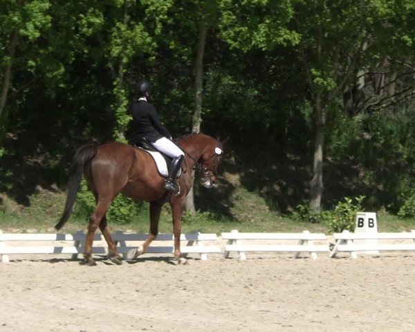 Reitturnier Pietzpuhl 2025
