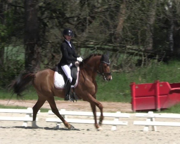 Reitturnier Pietzpuhl 2025