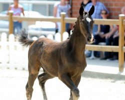 dressage horse Fial (Westphalian, 2017, from Fürstenball)