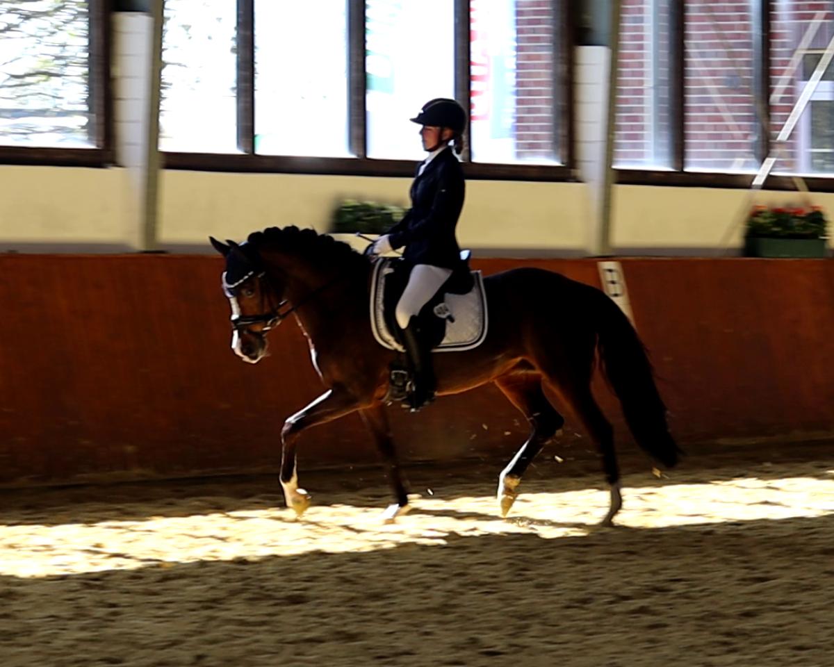 Fattrice Dorena (Pony da Sella Tedesco, 2011, di FS Dorinkort)