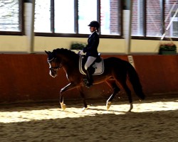 broodmare Dorena (German Riding Pony, 2011, from FS Dorinkort)