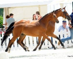 horse Hengst von Champagner / Lissabon (Westphalian, 2017, from Champagner)