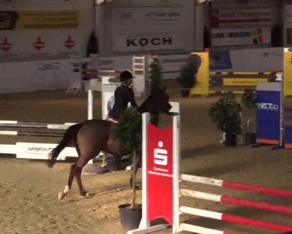 Hallenspringturnier in Borken 2014