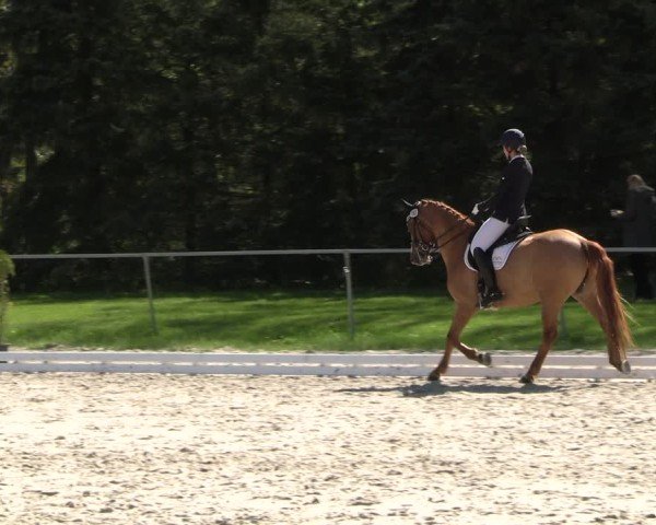 Reitturnier Pietzpuhl 2025
