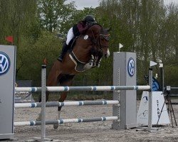 jumper Clandestino Df (Oldenburg show jumper, 2018, from Cola 10)