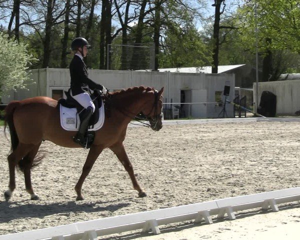 Reitturnier Pietzpuhl 2025