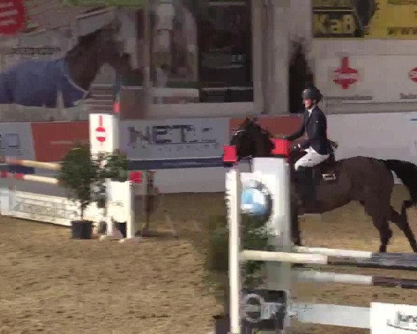 Hallenspringturnier in Borken 2014