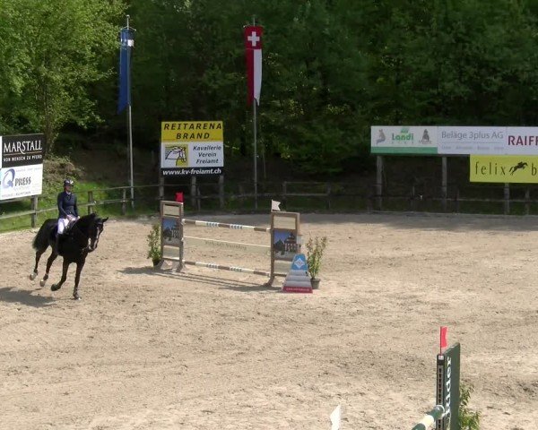 Reitturnier Sins 2025