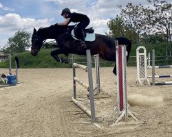 jumper Novara Di Piave (Austrian Warmblood, 2011, from Cash and Carry)