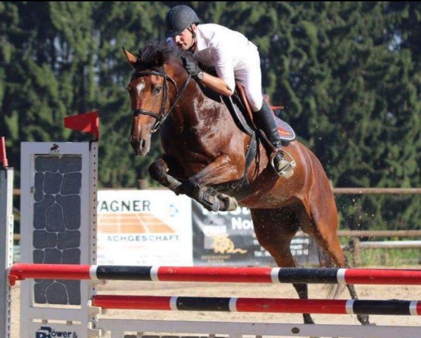 jumper Vikki (Luxembourg horse, 2011, from Lord Z)