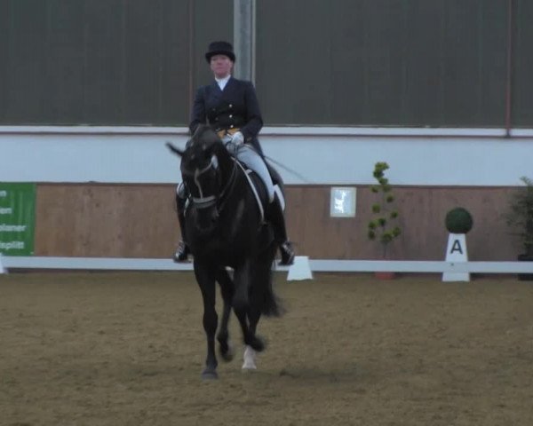 Dressurturnier IGD Vechta 2014