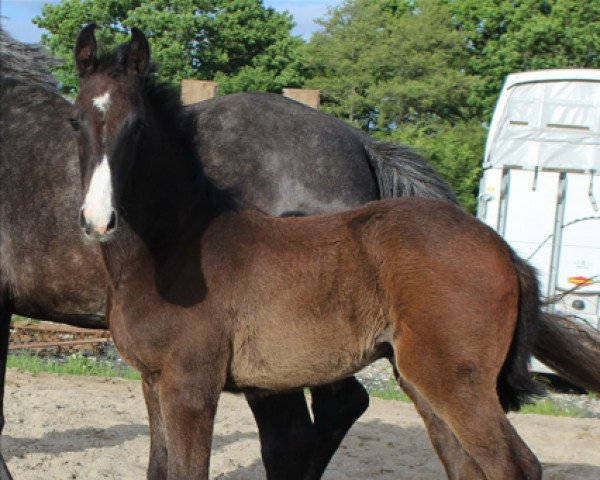 Springpferd Cash in 3 (Holsteiner, 2017, von Cash and Carry)