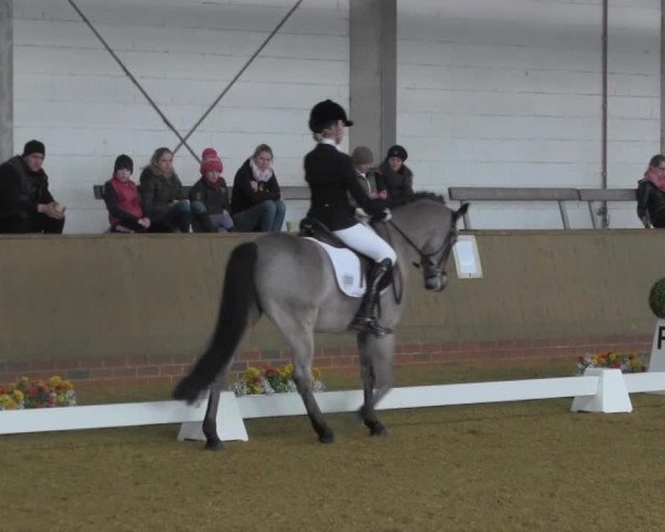 Dressurturnier IGD Vechta 2014