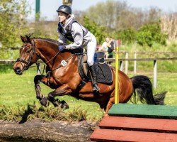 jumper Norder's Uno (German Riding Pony, 2013, from Fs Numero Uno)