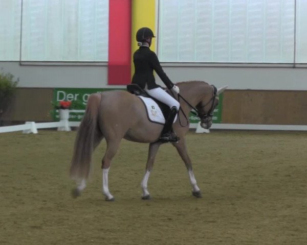 Dressurturnier IGD Vechta 2014