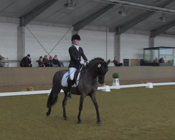 Dressurturnier IGD Vechta 2014