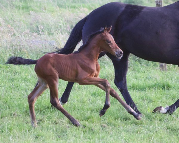 horse Biene KK (Oldenburg, 2024, from Be my Dancer)