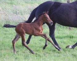 Pferd Biene KK (Oldenburger, 2024, von Be my Dancer)