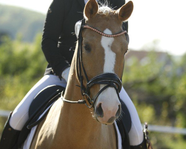 Dressurpferd Velten's De La Creme (Kleines deutsches Reitpferd, 2021, von Double Cream)