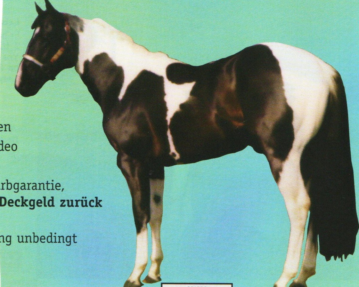 Deckhengst Kiblers Avalanc (Paint Horse, 1995, von Kiblers Black H)