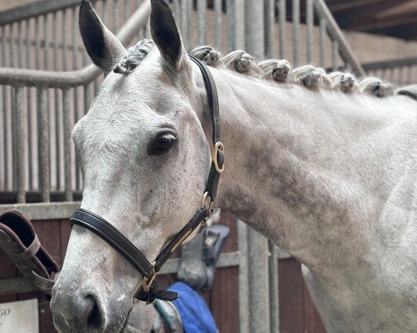 dressage horse Kongo xx 3 (Thoroughbred, 2017, from Reliable Man xx)