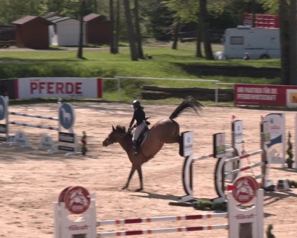 Internationales Springturnier Stadl-Paura 2025