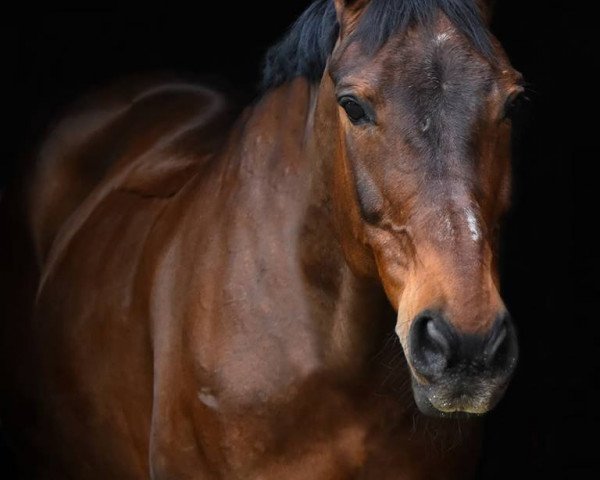broodmare Feine Wolke 3 (Hanoverian, 1999, from Wolkentänzer)