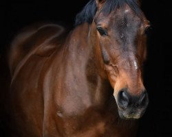 broodmare Feine Wolke 3 (Hanoverian, 1999, from Wolkentänzer)