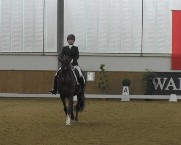 Dressurturnier IGD Vechta 2014