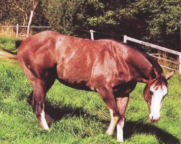 stallion Cielo B Colonel Lena (Paint Horse, 2003, from Lena Cielo)