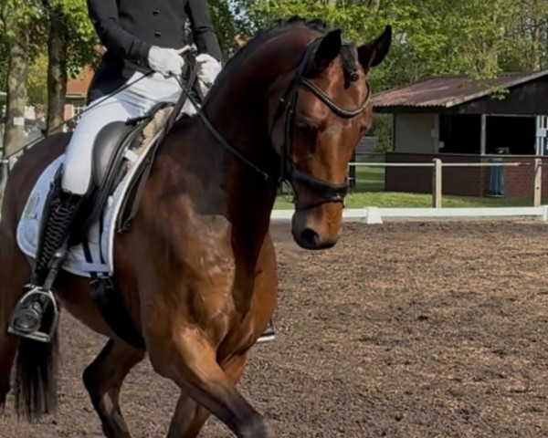 Pferd Chocverliebt (Westfale, 2021, von Captain Collin)
