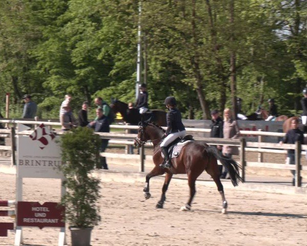 Reitturnier Nienberge 2025