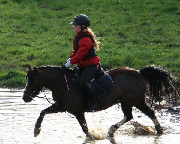 broodmare Kampanje Torc's Blandy Blossom (Welsh, 2008, from Kampanje's Torc)