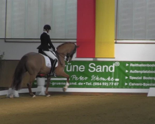 Dressurturnier IGD Vechta 2014