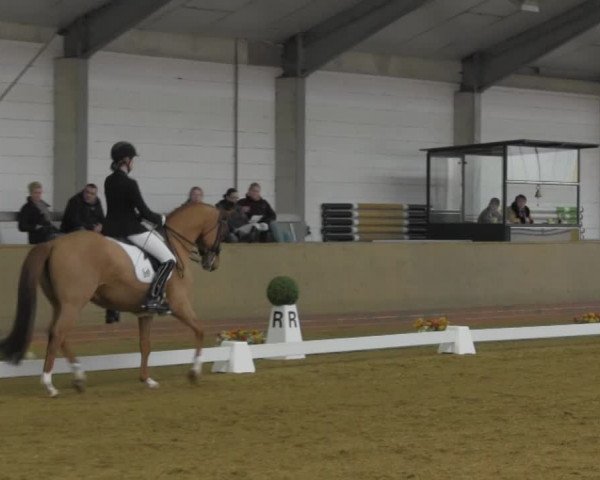 Dressurturnier IGD Vechta 2014