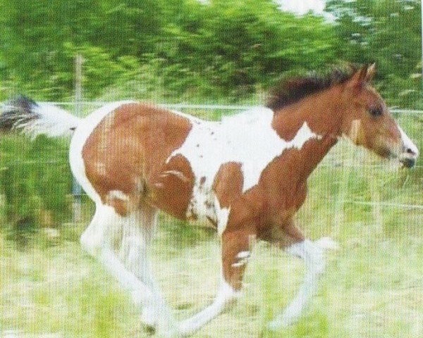 horse Cats Speedy Surprise (Paint Horse, 2005, from Cats Coco Dancer)