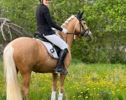 Dressurpferd Arccardia R vom Alten Grenzhof (Deutsches Reitpony, 2016, von Arts Deilahro)
