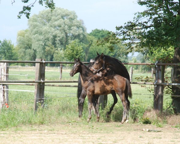 horse Hengst von Glasgow van het Merelsnest / Quintessence (Holsteiner, 2020, from Glasgow van het Merelsnest) horse Hengst von Glasgow van het Merelsnest / Quintessence (Holsteiner, 2020, from Glasgow van het Merelsnest)