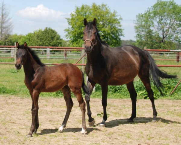 horse Delara (Holsteiner, 2021, from Diamant van Klapscheut Z)