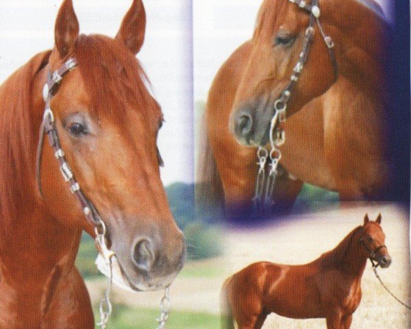 horse Boomer Lena (Quarter Horse, 1998, from Boomernic)