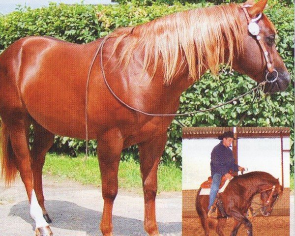 horse Chex A Little Step (Quarter Horse, 2004, from Nu Chex To Cash)
