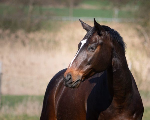 Springpferd Amun - Re (Trakehner, 2013, von Herakles TSF)