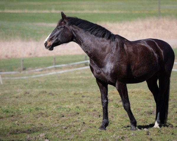 dressage horse Cassata Royale (Württemberger, 2011, from Concetto I)