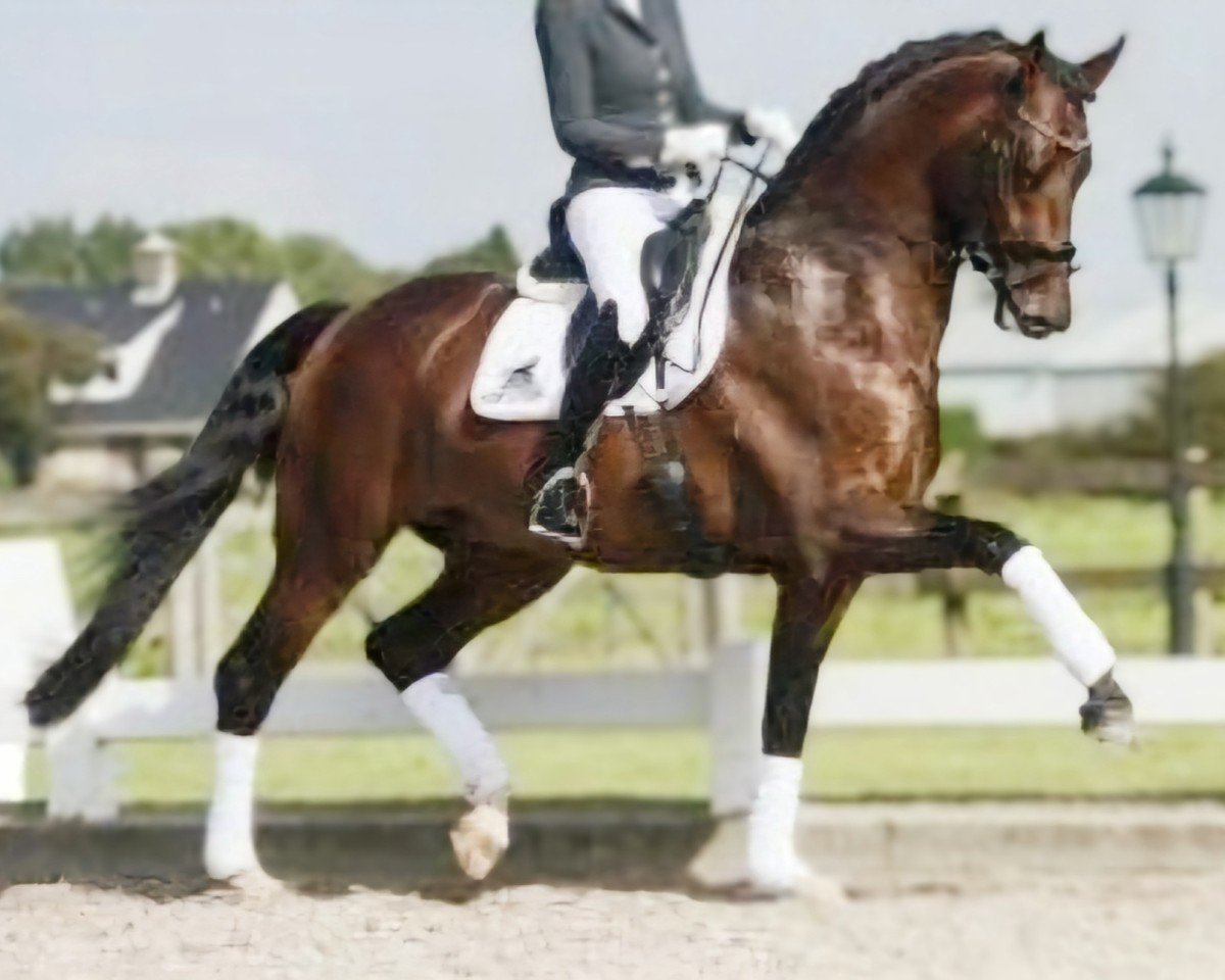 Deckhengst In Style (KWPN (Niederländisches Warmblut), 2013, von Eye Catcher)
