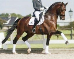 stallion In Style (KWPN (Royal Dutch Sporthorse), 2013, from Eye Catcher)