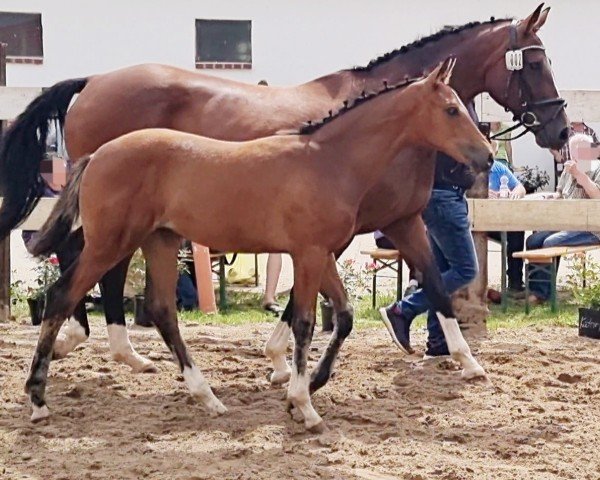 Pferd First Quadroa (Oldenburger, 2021, von First Deal)