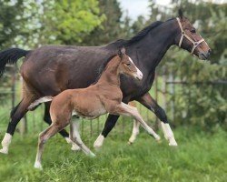 horse De Quadro (Oldenburg, 2024, from De L'Or)