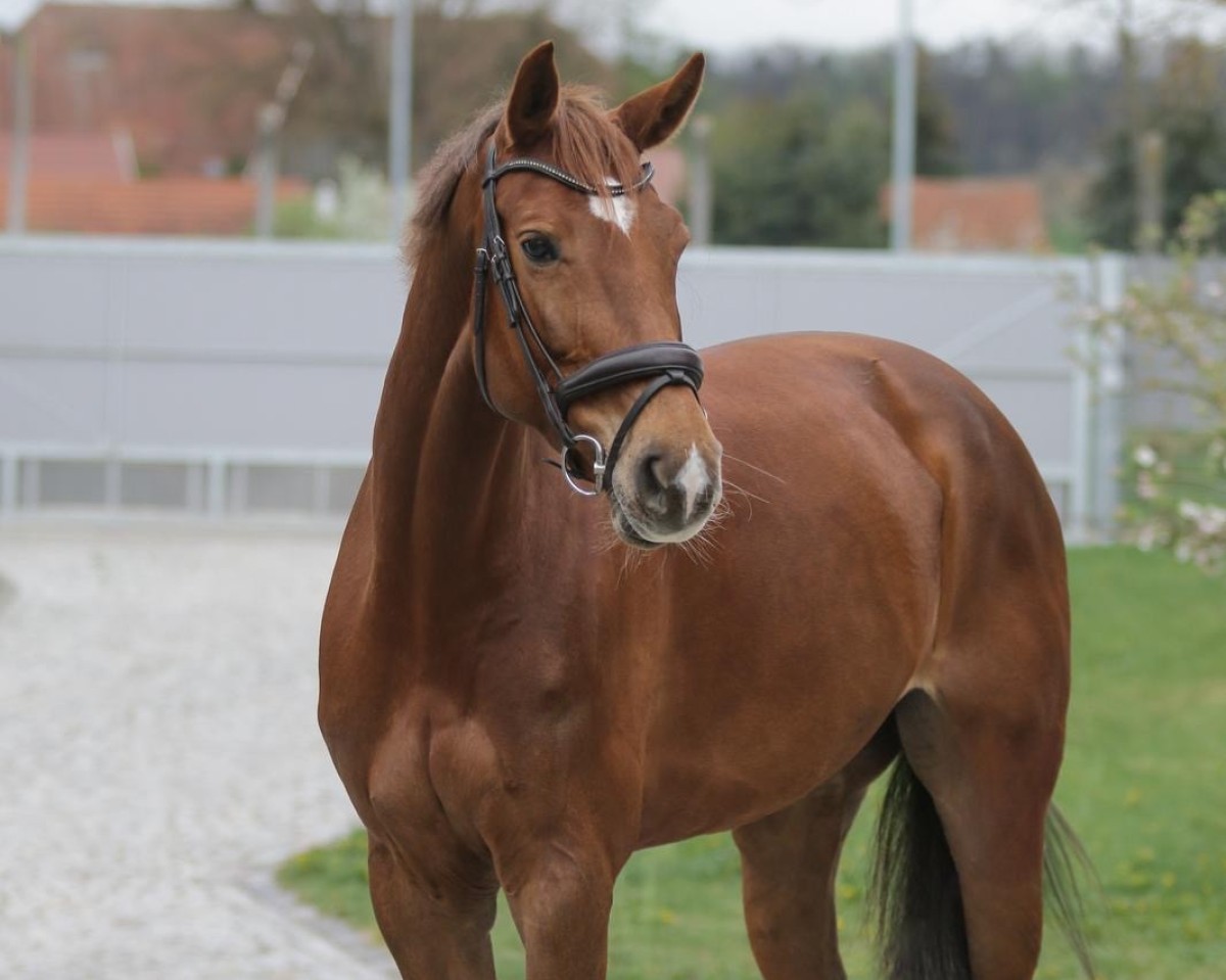 Zuchtstute Cydney (Deutsches Sportpferd, 2018, von Casalido)