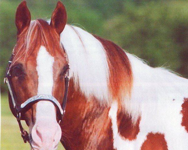 Pferd Delta Freckles (Paint Horse, 1988, von Delta Flyer)