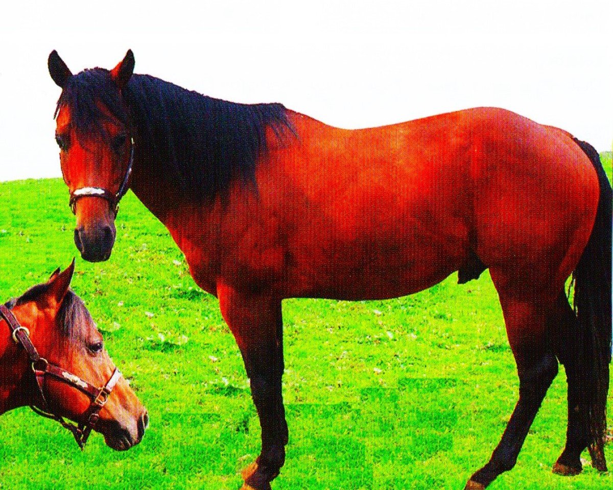 horse Doc Pocodo Bar (Quarter Horse, 1999, from Pocodo)